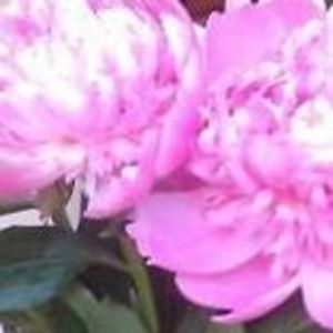 Meet your Posher, Helen